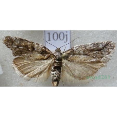 Cnephasia communana (Herrich-Schäffer, 1851) Czech100j